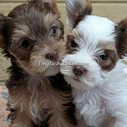 Miniature Schnauzers and Yorkshire Terriers from Tiny Tushy Lodge