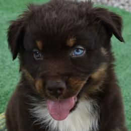 Royal - Red tri-color male Australian Shepherd puppy in Nowata, Oklahoma from 4Feathers