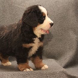 Bernese Mountain Dog Puppies from Brookwood Bernese Mountain Dogs