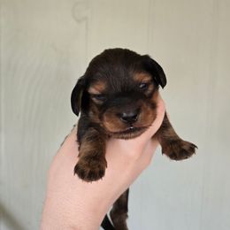 Ducky - Red male Dachshund puppy in Windom, Minnesota from Aster Creek Dachshunds