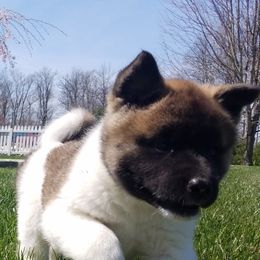 Akita from Komai Akitas