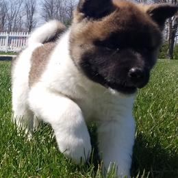 Akita from Komai Akitas