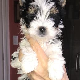 Biewer Terrier Puppies from LPC Biewer Terriers