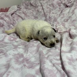 Girl 1 - Blue speckled female Australian Cattle Dog puppy in Concrete, Washington from Back Country Australian Cattle dogs