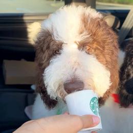 Alfie Teal - Parti male Poodle puppy in Stuart, Florida from AKC/Excellent + Good OFA Sweet Delightful Poodles