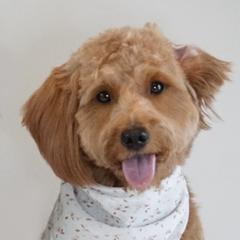 Aussiedoodles, Golden Aussiedoodles, and Goldendoodles from Miami Mini Doodles