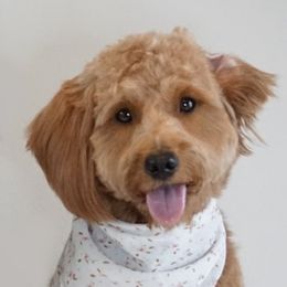 Aussiedoodles, Golden Aussiedoodles, and Goldendoodles from Miami Mini Doodles