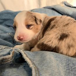 Capri - Red merle female Australian Shepherd puppy in Bumpass, Virginia from Glitterati Australian Shepherds
