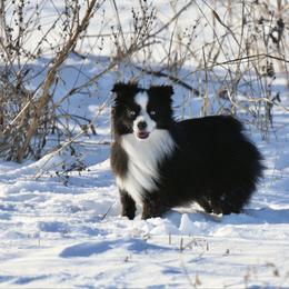Flip - Toy Australian Shepherd