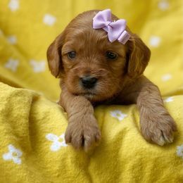 Cavalier King Charles Spaniel, Cavapoo, and Poodle Puppies from Red Skye Cavaliers and Cavapoos