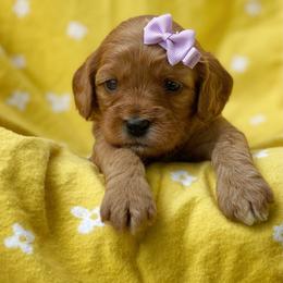 Cavalier King Charles Spaniel, Cavapoo, and Poodle Puppies from Red Skye Cavaliers and Cavapoos