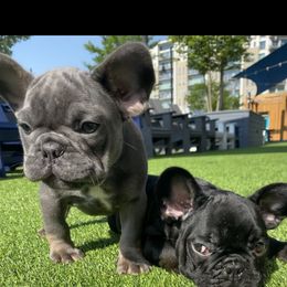 French Bulldog Puppies from Silver Spoon French Bulldogs