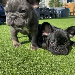 French Bulldog Puppies from Silver Spoon French Bulldogs