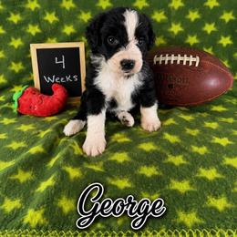 George - Black and white male Sheepadoodle puppy in Glen Rose, Texas from Clevenger’s Sheepadoodle Fur Baby Farm