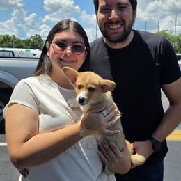 Pembroke Welsh Corgi Puppies from AW Corgis