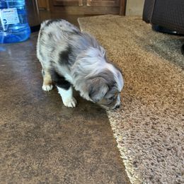 Miniature Australian Shepherd and Toy Australian Shepherd Puppies from T’s Mini and Toy Aussies