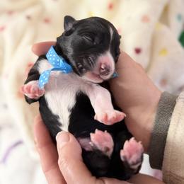 Australian Shepherd Puppies from Colorful Dreamers Australian Shepherds