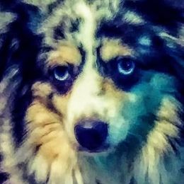 Australian Shepherds and Toy Australian Shepherds from My Aussies