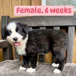 Light pink collar - Black and white female Yakutian Laika puppy in Bethel, Ohio from Caldersong Kennels