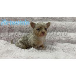 Bernardo (merle tan-point) - Merle male Chihuahua puppy in Patchogue, New York from Cloudshadow Kennels