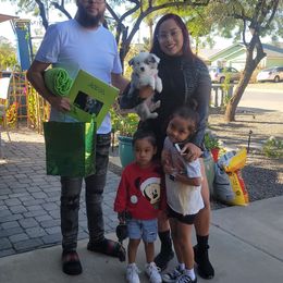 Aussiedoodle, Miniature Australian Shepherd, and Toy Australian Shepherd Puppies from Valley Toy Aussies