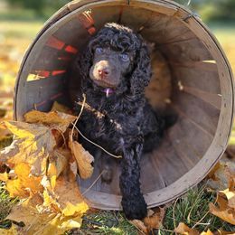 Easel - Brown female Poodle puppy in Mcbain, Michigan from Northern Creek