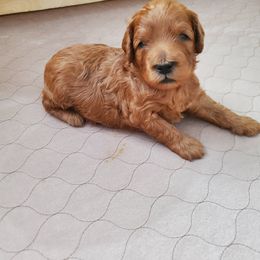 Goldendoodle Puppies from Desert Dream Doodles