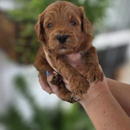 Tarzan - Apricot male Goldendoodle puppy in Decatur, Tennessee from Diamond's Doodles