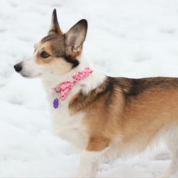 Piper - Pembroke Welsh Corgi