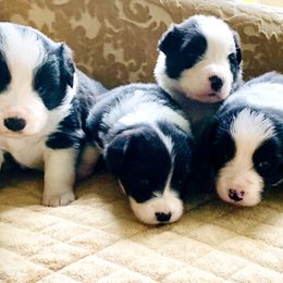 Border Collie Puppies from Beloved Border Collies