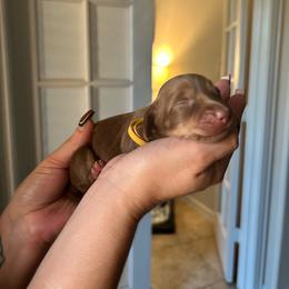 GIRL 3 Yellow - Chocolate and cream female Dachshund puppy in Hutto, Texas from R.G. Dachshunds