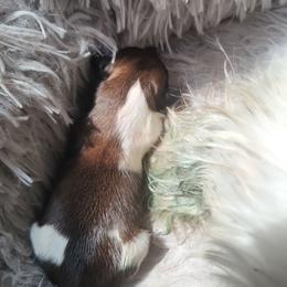 Max - Liver and white male Shih Tzu puppy in Willard, Utah from Shih-tzu Queen