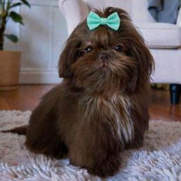 London - Shih Tzu