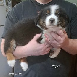 ROPER - Black tri-color male Australian Shepherd puppy in Elk Creek, Missouri from Hearts on Fire Australian Shepherds
