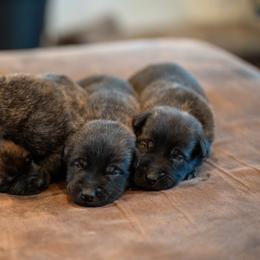 N-Male 4 - Yellow male Dutch Shepherd puppy in Alum Creek, West Virginia from Stay Wild K9