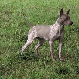 American Hairless Terrier All Grown Up from Distinct American Hairless Terriers