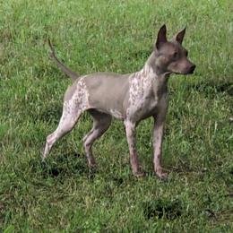 American Hairless Terrier All Grown Up from Distinct American Hairless Terriers