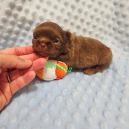 Light choc. boy - Chocolate male Chihuahua puppy in Richmond, Virginia from Breens