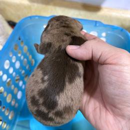 Mr T - Dapple male Dachshund puppy in Fayetteville, Pennsylvania from PA's Darling Doxies