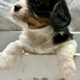 Cavalier King Charles Spaniel and Labrador Retriever Puppies from Happy Tails Kennel
