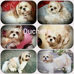 Duchess - Shih Tzu