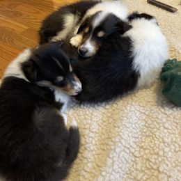 Collie Puppies from Goldsun collies