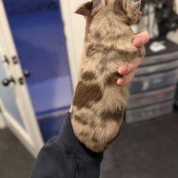 Chocolate and Tan Dapple Longhair Female - Dapple female Dachshund puppy in El Paso, Texas from InnerVision K9 & Dachs