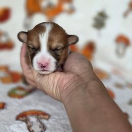 Bruno - Sable and white male American Corgi puppy in Tallahassee, Florida from Koko's Korgis