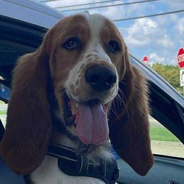 Basset Hounds from Double A Basset Hounds