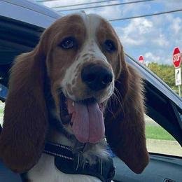 Basset Hounds from Double A Basset Hounds
