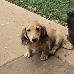 Vonwiggle bottom - Cream male Dachshund puppy in Oklahoma City, Oklahoma from OkieDoxieland Dachshunds