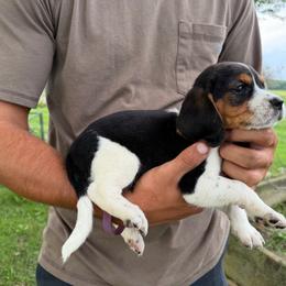 Girl 2 - Black and white female Beagle puppy in Hudson, Michigan from Bachman’s Kennel