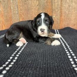 Sooner - Black tri-color male Aussiedoodle puppy in Eastland, Texas from H5 Mini Doodles