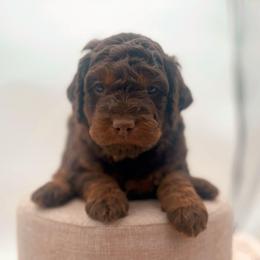 Dubai - Phantom male Goldendoodle puppy in North Carolina from Tuxedo Mountain Doodles
